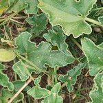 Ecballium elaterium Leaf