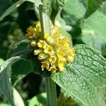 Buddleja stachyoides Çiçek