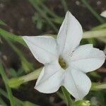 Nicotiana quadrivalvis Flor