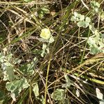 Malvella leprosa Habit
