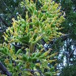 Agave utahensis