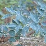 Berberis haematocarpa Leaf