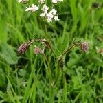 Conopodium majus Leaf