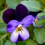 Viola tricolor Liść