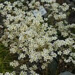 Saxifraga rosacea Blüte