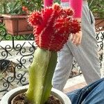 Gymnocalycium mihanovichii Leaf