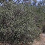 Ceanothus crassifolius Агульны выгляд