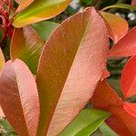 Photinia serratifolia Leaf