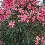 Nerium oleander Hábitos