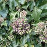 Hedera helix Плод