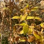 Epilobium roseum Fuelha
