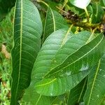 Mangifera indica List