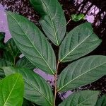 Eusideroxylon zwageri Leaf