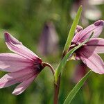 Fritillaria pluriflora Květ