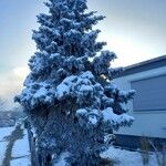 Picea pungens عادت داشتن