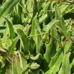 Hieracium berardianum Likasa