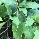 Catalpa longissimaΦύλλο