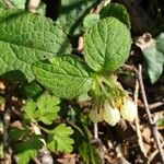 Symphytum grandiflorum Folha