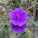 Tibouchina urvilleana Çiçek