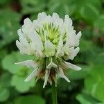 Trifolium nigrescens Floare