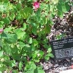 Pavonia lasiopetala Flower