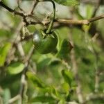 Lycianthes lycioides Fruit