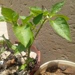 Capsicum annuumVrucht