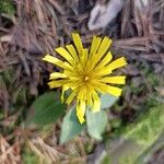 Hieracium sabaudum Žiedas