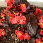 Begonia cucullataList