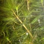 Myriophyllum spicatum Blatt