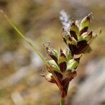 Carex pilulifera Fruto