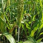 Sorghum bicolor Levél