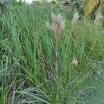 Andropogon bicornis Habit