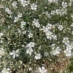 Cerastium tomentosum Hábito