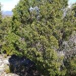 Juniperus phoenicea Port