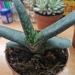 Gasteria excelsa Hostoa