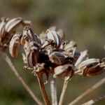 Seseli tortuosum Fruit