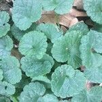 Glechoma hederacea Blatt