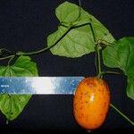 Melothria dulcis その他の提案