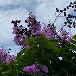 Lagerstroemia speciosaFlower