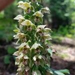 Epipactis purpurata Blomst