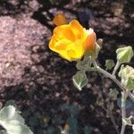 Abutilon palmeri (Otro)