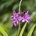 Epidendrum imatophyllum Fleur