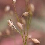 Panicum simile Fruit