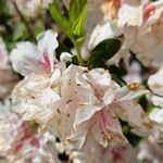 Rhododendron alabamense Blomma