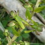 Neottia ovata Blomst