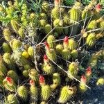 Echinopsis huascha Hábito