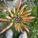 Aloe maculata Квітка