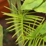 Ipomoea coccinea Blad