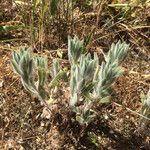 Heterotheca sessiliflora Habit